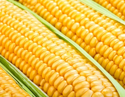Produção de etanol de milho supera a de álcool de cana-de-açúcar em MT e deve ser 236% maior neste ano