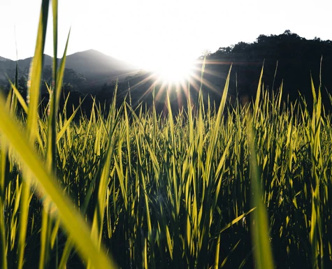 Arroz é alternativa para reduzir custos de produção