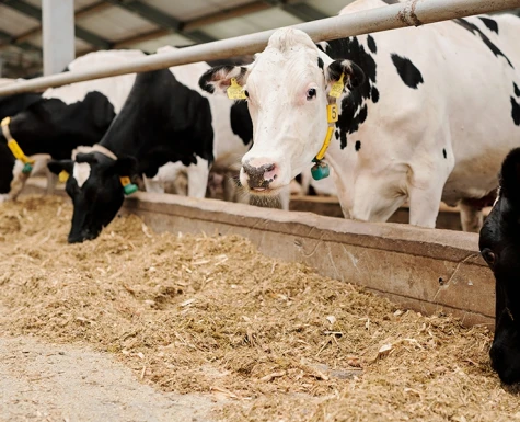 Exportação de carne bovina bate novo recorde em janeiro