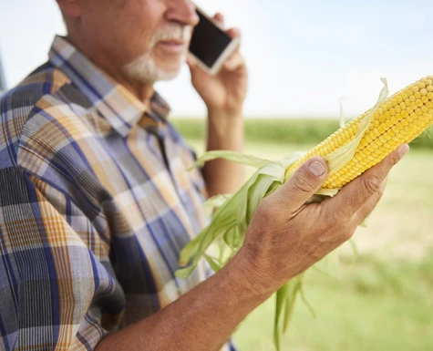 Datagro prevê safra brasileira de milho 2021/22 em 116,1 milhões de toneladas