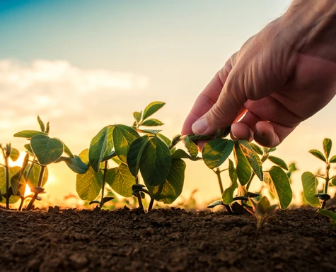 Produção de soja no Brasil deve aumentar 5% em 2022 e bater novo recorde