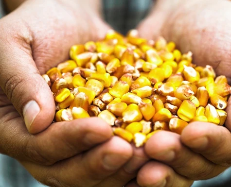 USDA mantém estimativa de estoque para milho dos Estados Unidos