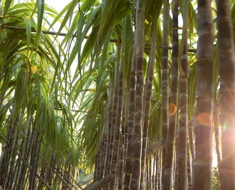 Retomada do setor sucroenergético permanece estável após 1 ano de pandemia
