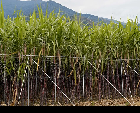 Como nanocristais da palha de cana-de-açúcar podem ajudar a indústria petroquímica