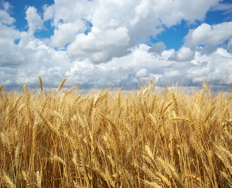Trigo pode impactar a segurança alimentar global