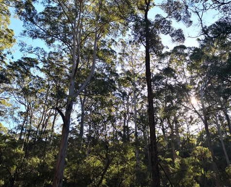 Preços mínimos de produtos da biodiversidade da safra de 2022 são atualizados