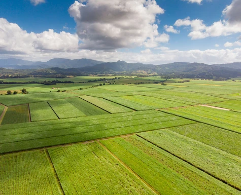 Setor sucroenergético estima moagem de 11,9 milhões de toneladas de cana na safra 2021/22