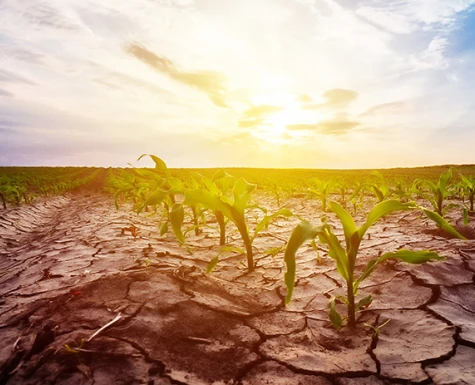 Safra agrícola cai 0,4% em 2021, mas pode ter recorde em 2022