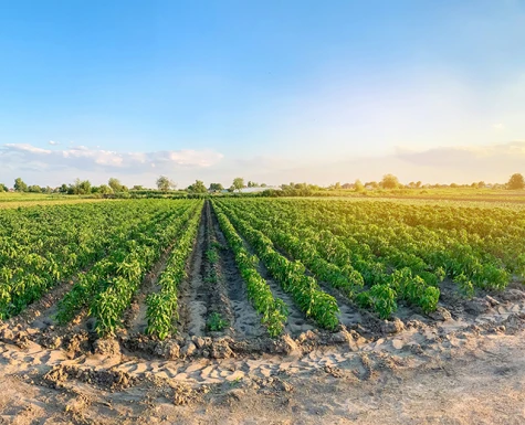 Agro paulista cresce 13,1% no ano