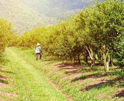 Goiás fomenta trabalho de agricultores