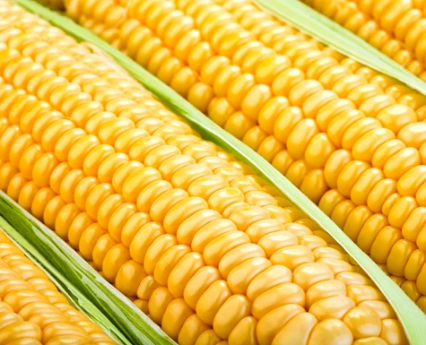 Produção de etanol de milho supera a de álcool de cana-de-açúcar em MT e deve ser 236% maior neste ano