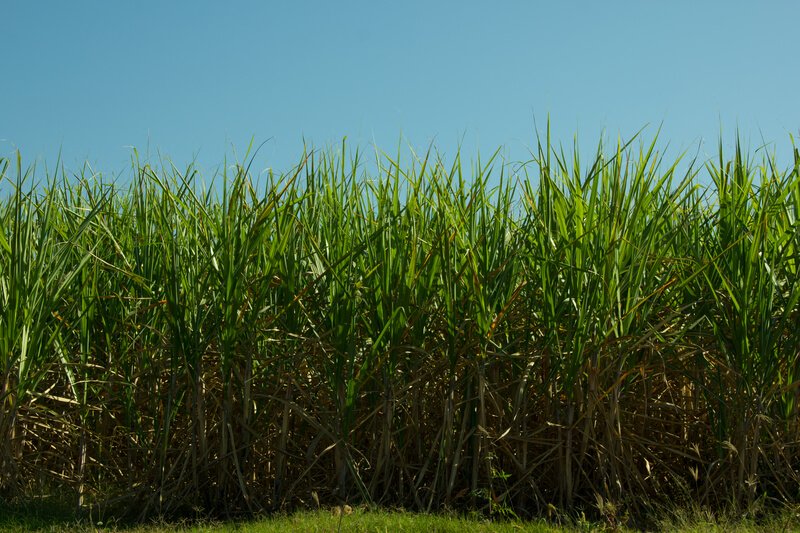 Produção canavieira no Norte e Nordeste ultrapassa 59 milhões de toneladas na safra 2023/24