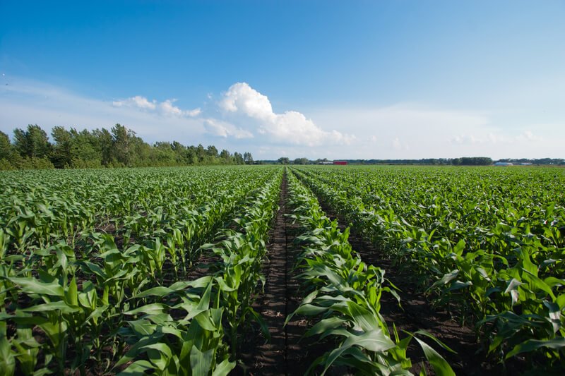 Agro Paulista registra superávit de 9,7% nos sete primeiros meses do ano